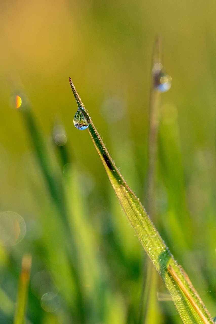 spring  morning dew  morning free photo