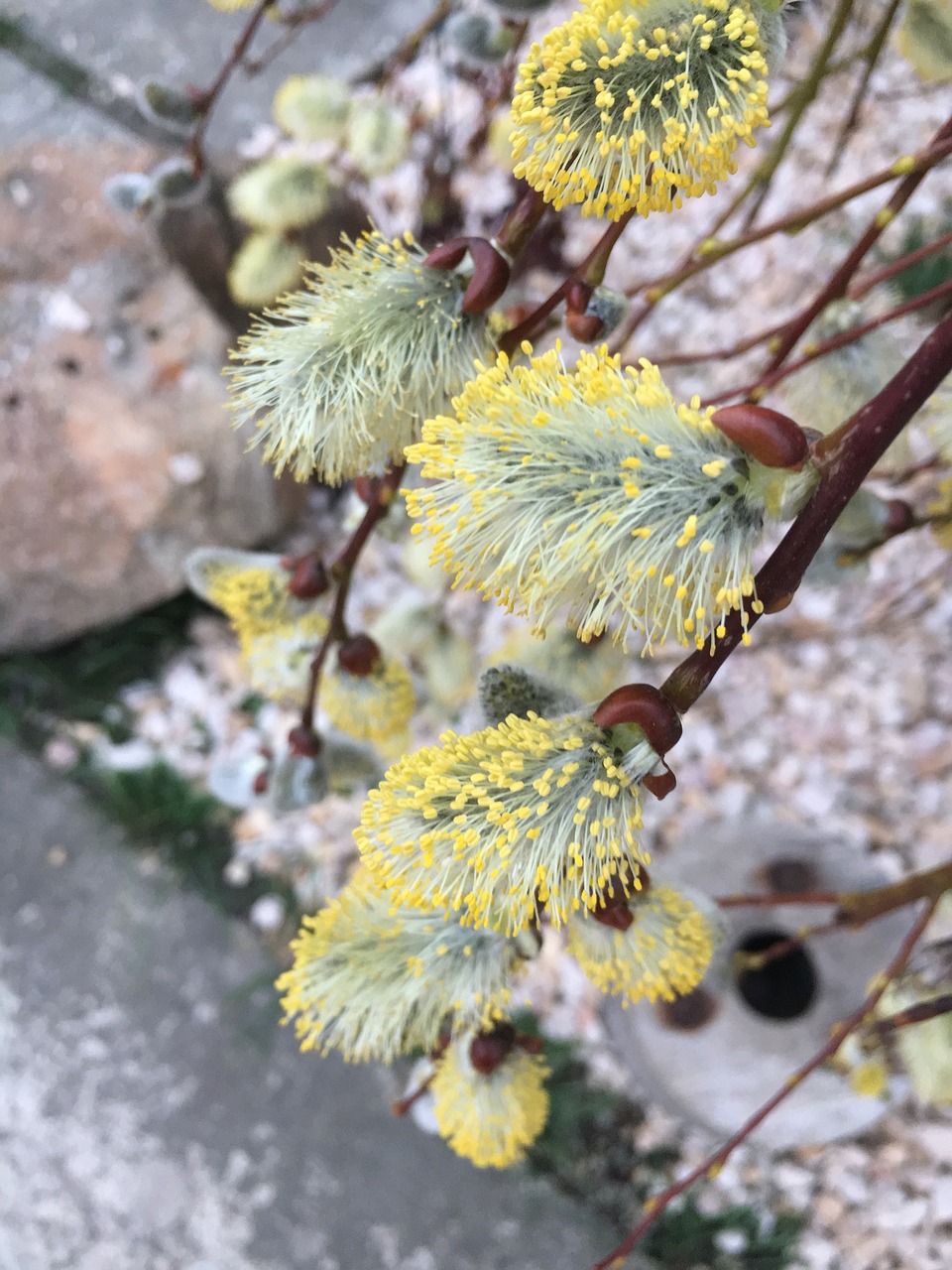 spring  laburnum  lemon yellow free photo