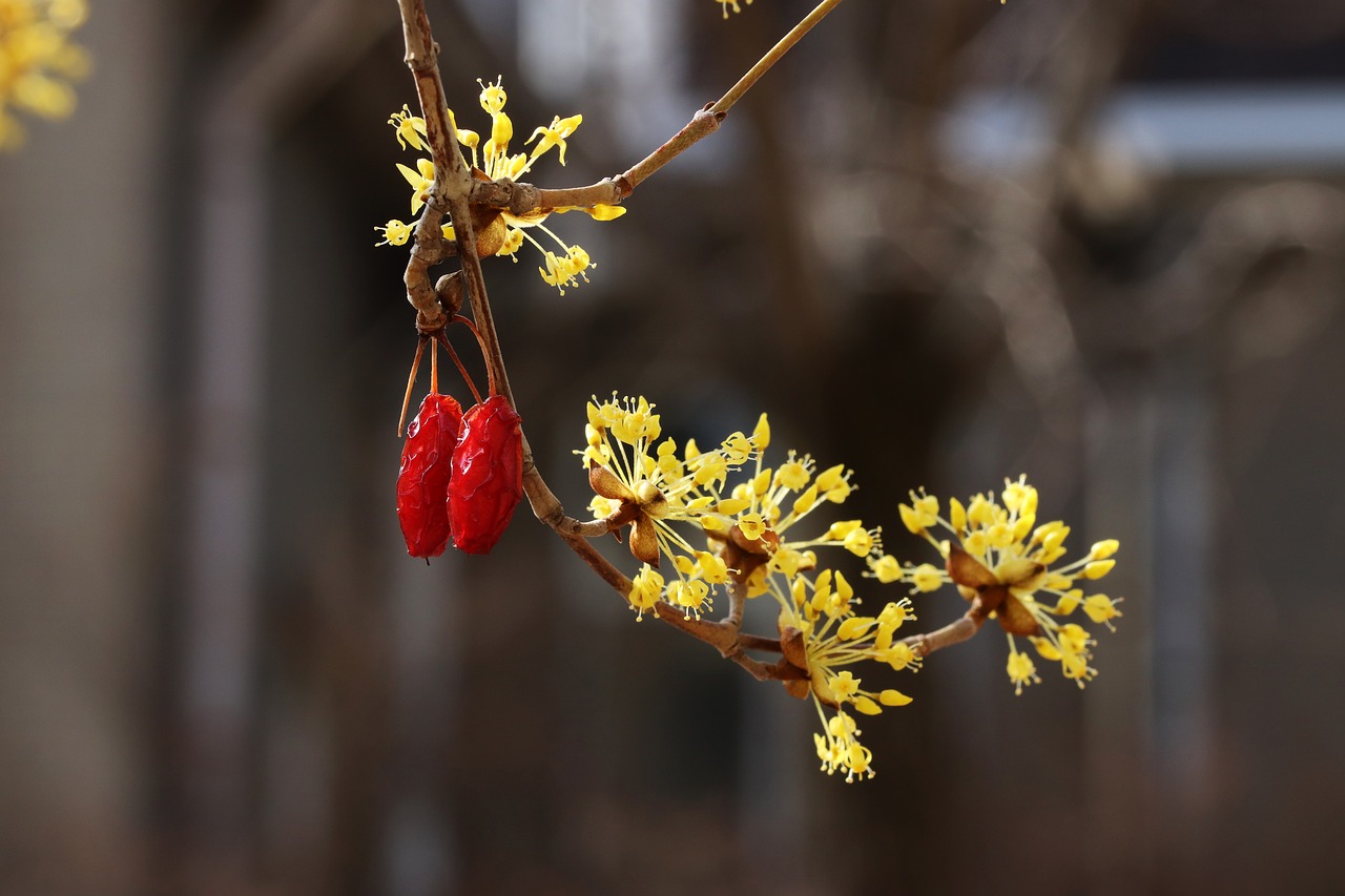 spring  spring flowers  nature free photo