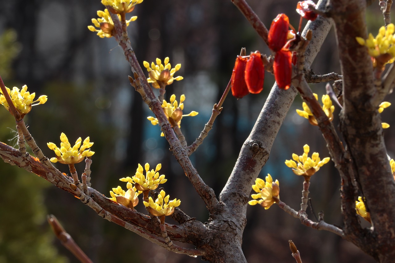 spring  spring flowers  nature free photo