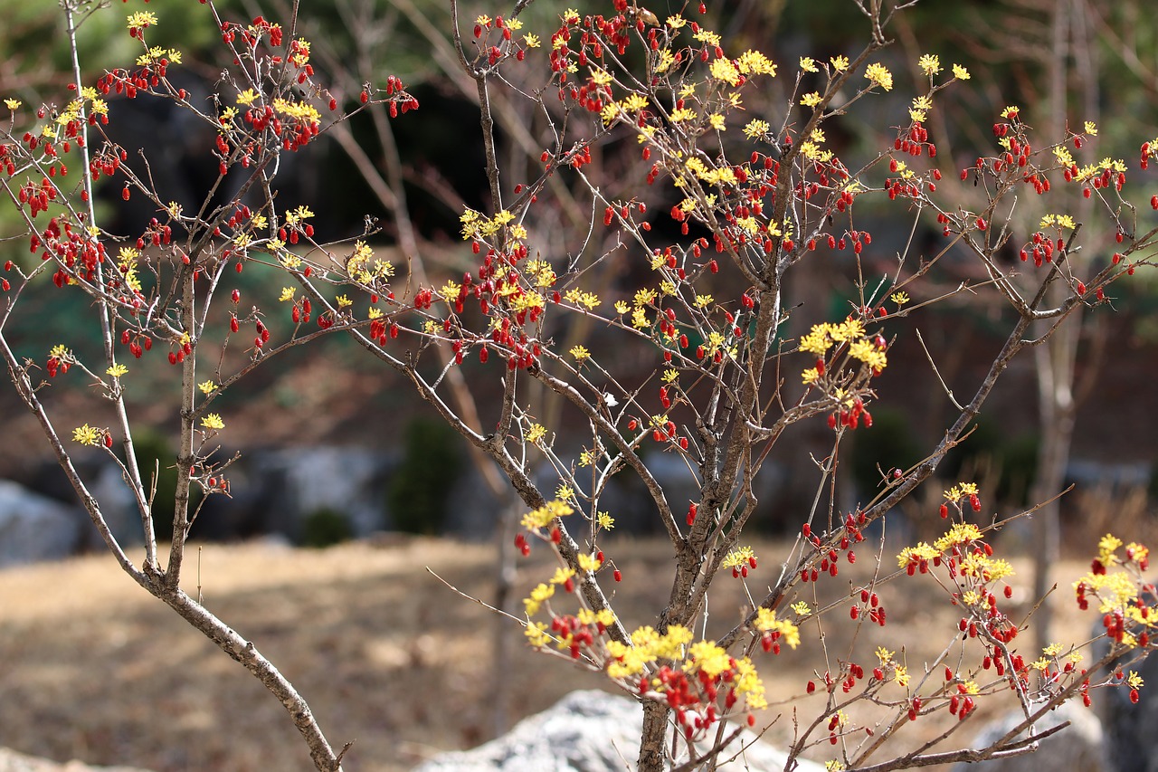 spring  spring flowers  nature free photo