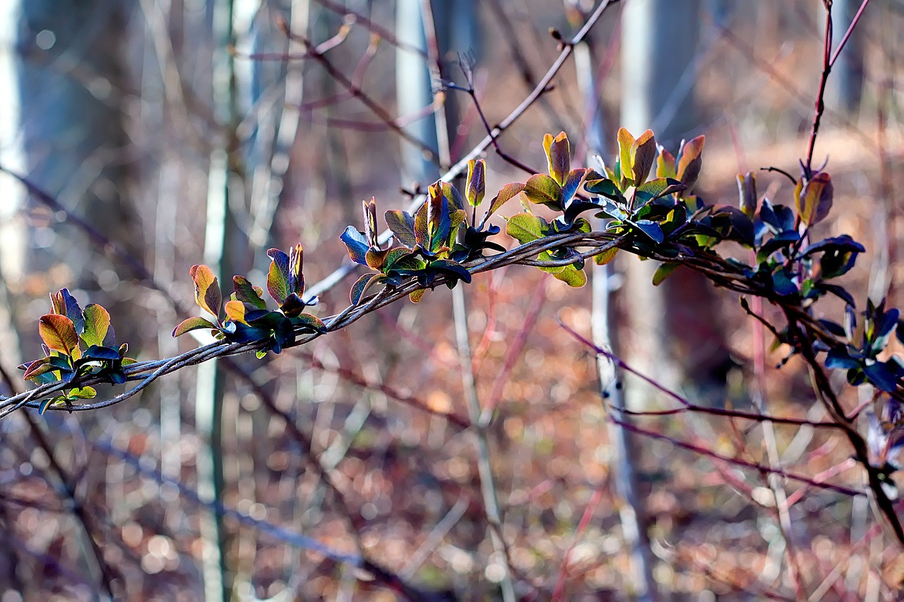 spring  first green  close up free photo