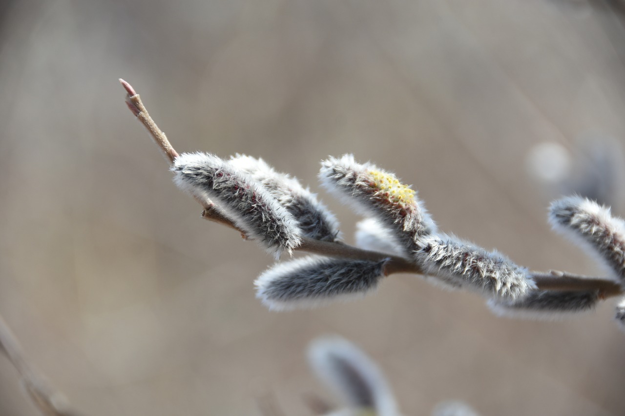 spring  flowers  macro free photo