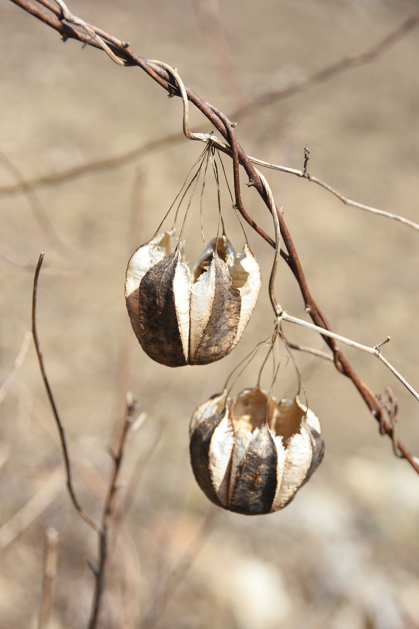 spring  macro  plants free photo