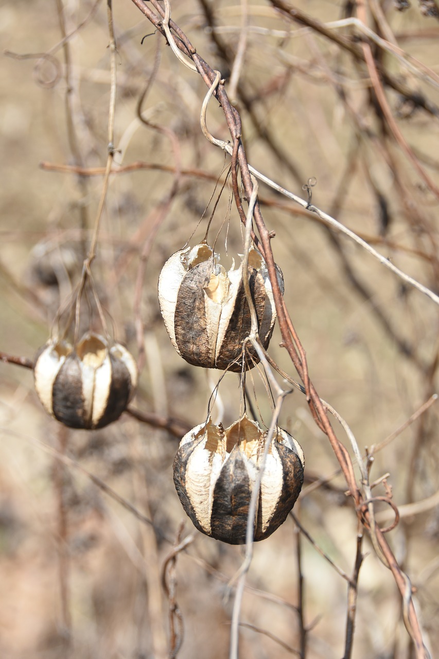 spring  macro  plants free photo