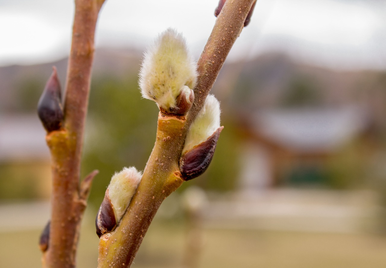 spring  verba  nature free photo