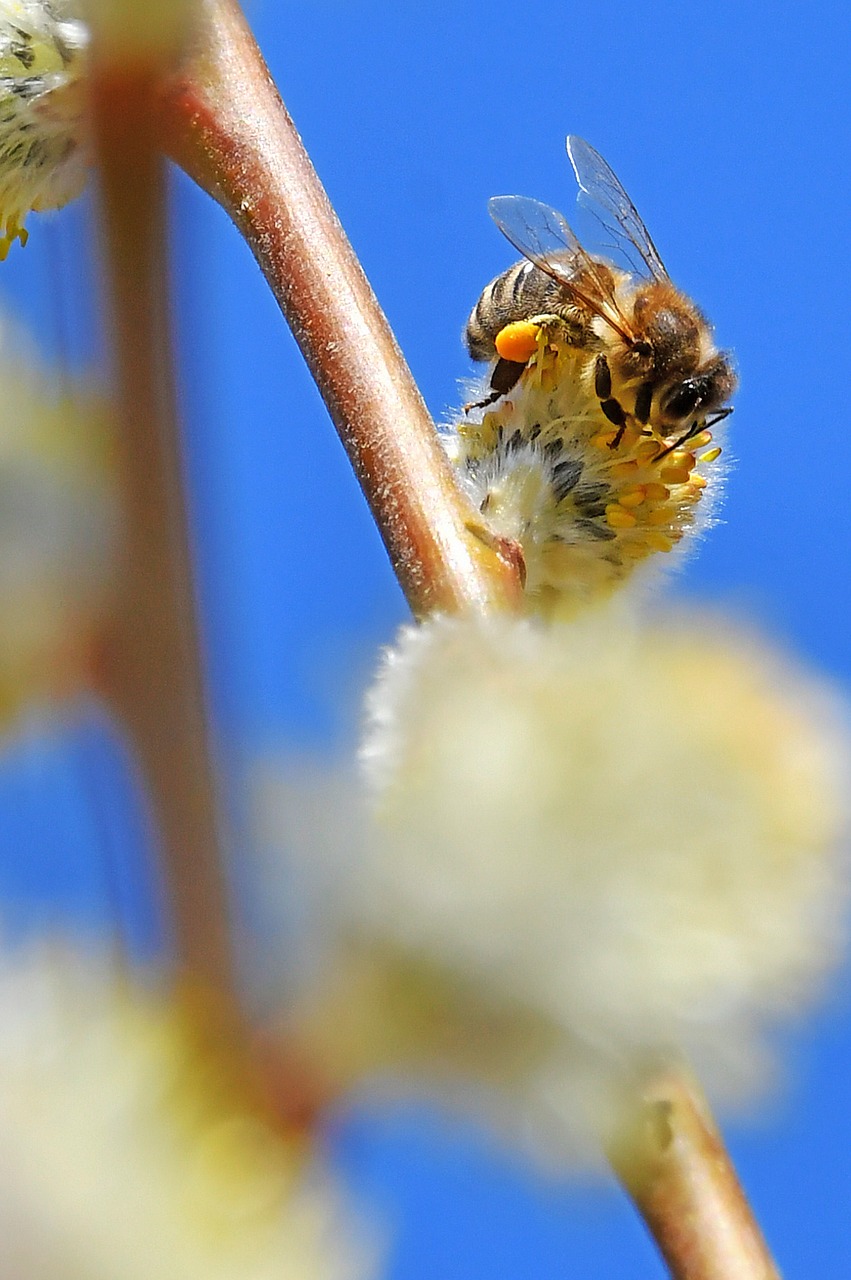 spring  barka  bloom free photo