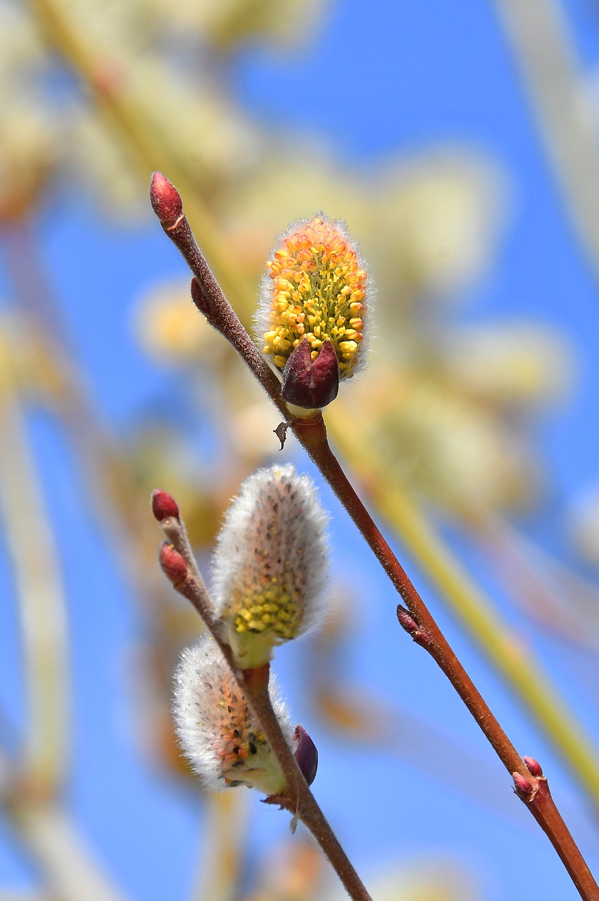 spring  barka  bloom free photo