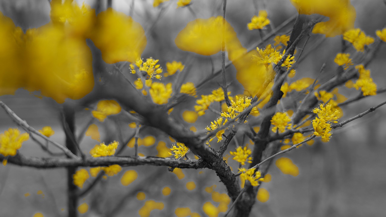 spring  yellow flowers  trees free photo