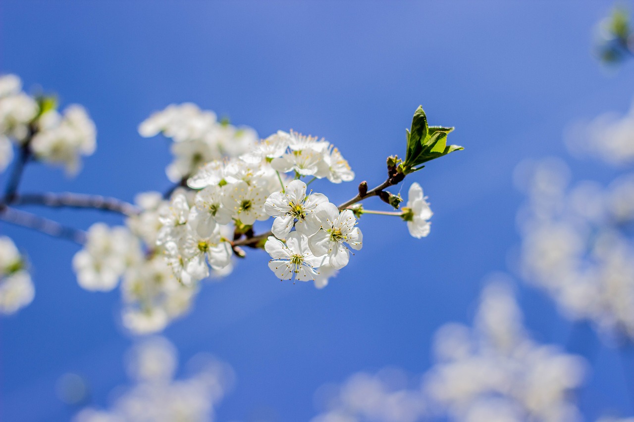 spring  nature  flowers free photo