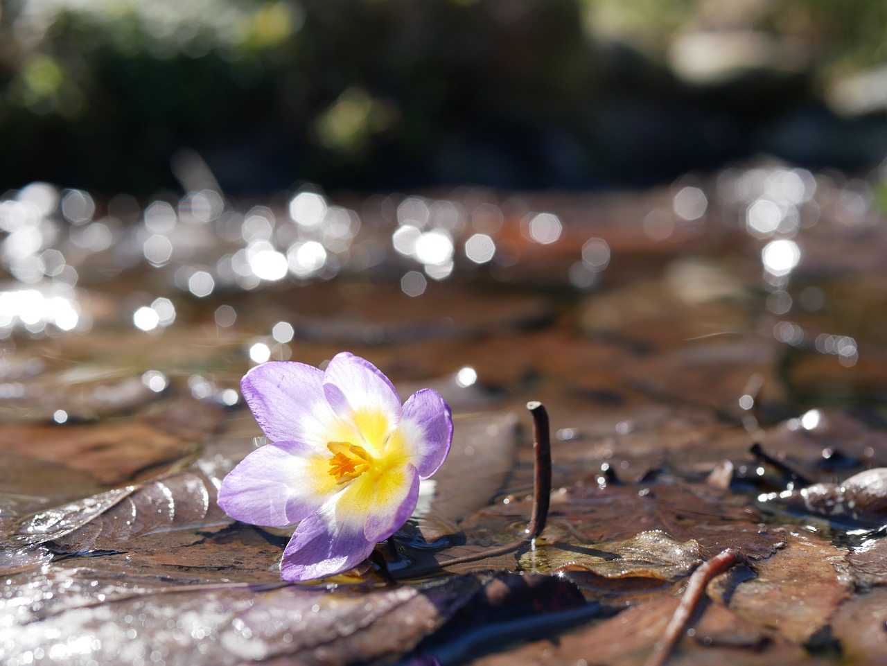 spring  flowers  flower free photo