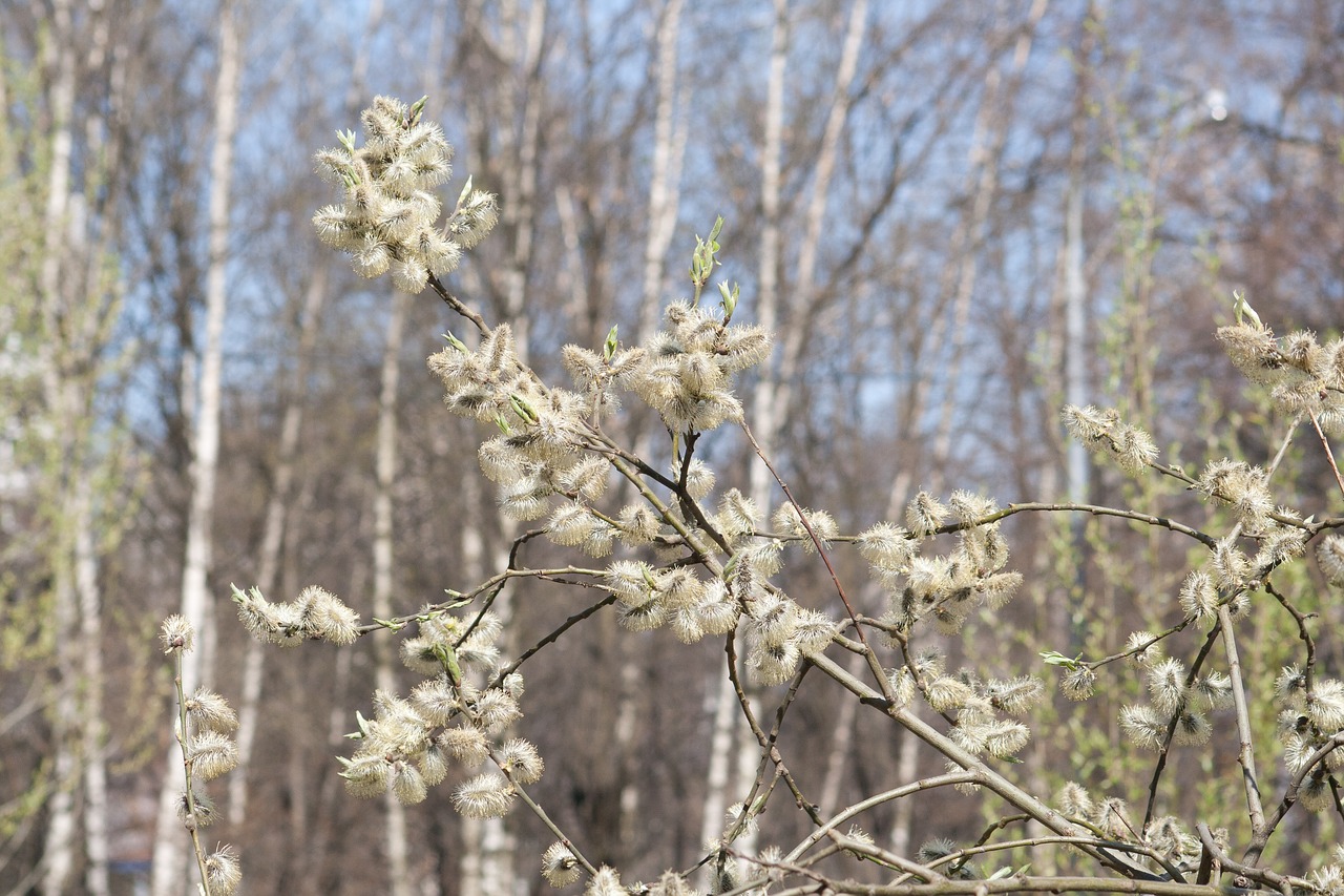 spring  willow  bloom free photo