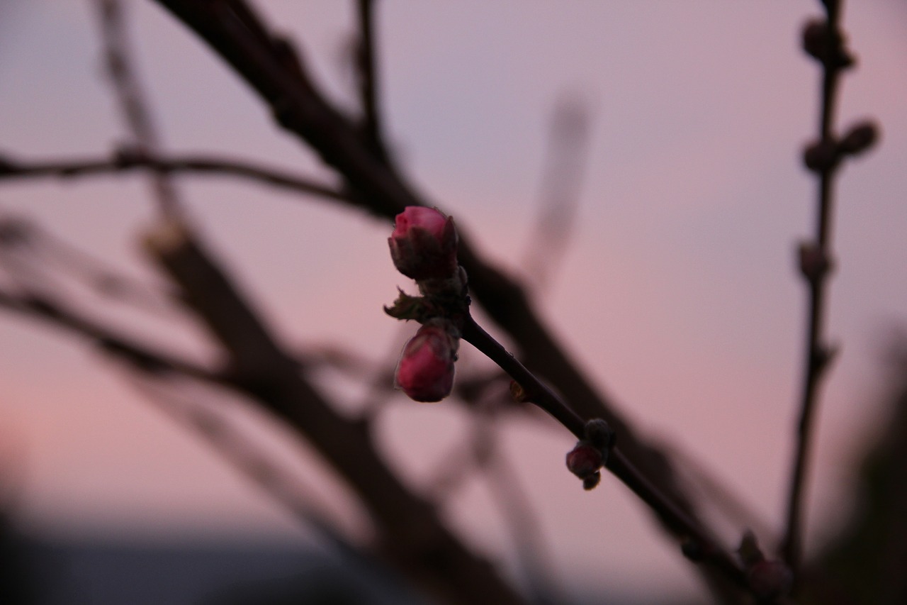 spring  twilight  evening free photo