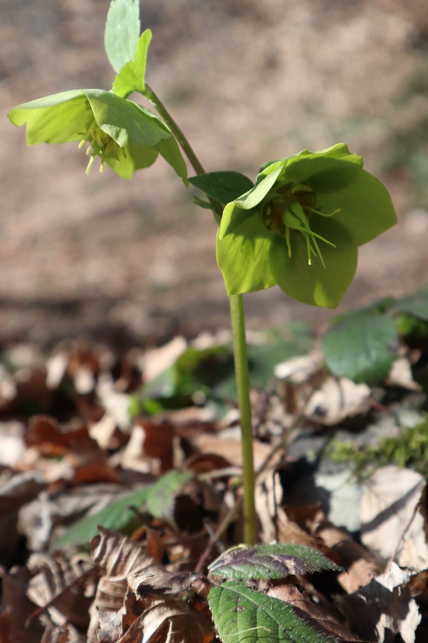 spring  nature  flowers free photo