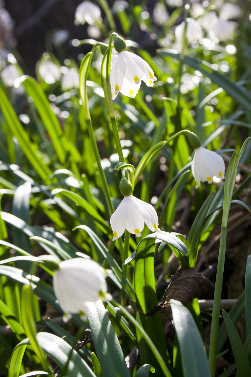 spring  snowdrops  white free photo