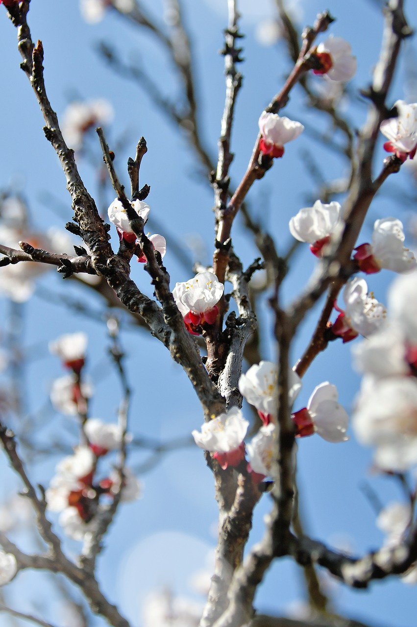 spring  cherry blossom  bloom free photo