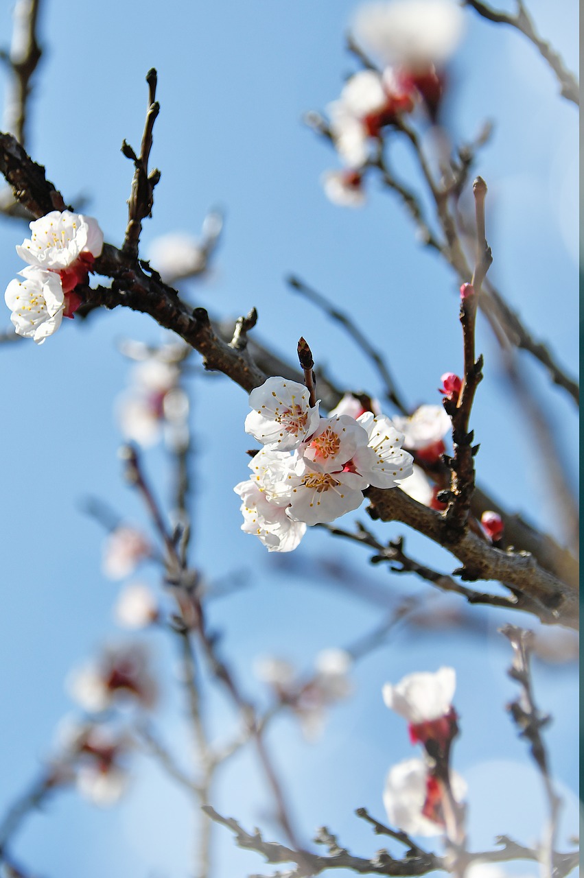 spring  cherry blossom  bloom free photo