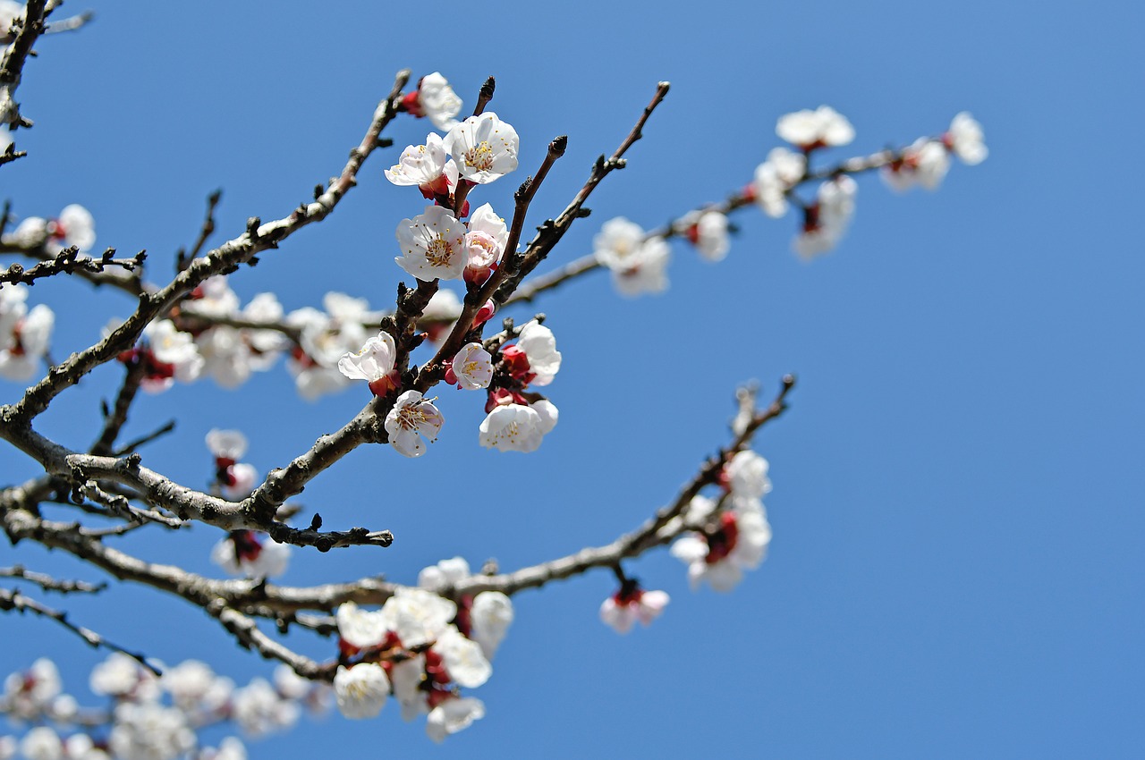 spring  cherry blossom  bloom free photo