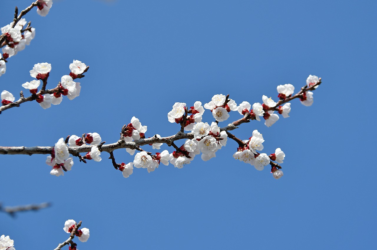 spring  cherry blossom  bloom free photo