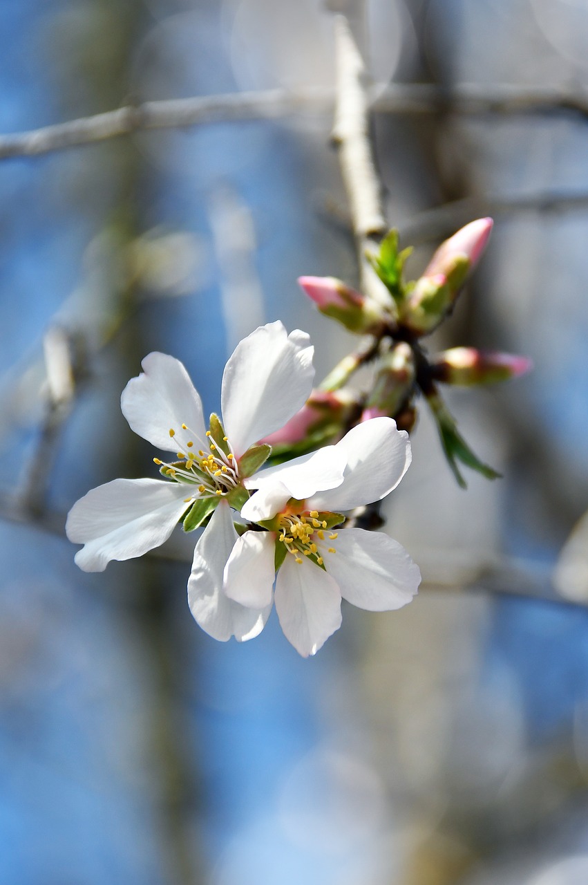 spring  apple flower  bloom free photo