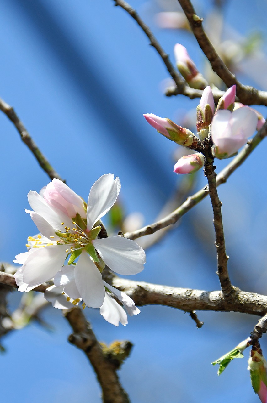 spring  apple flower  bloom free photo