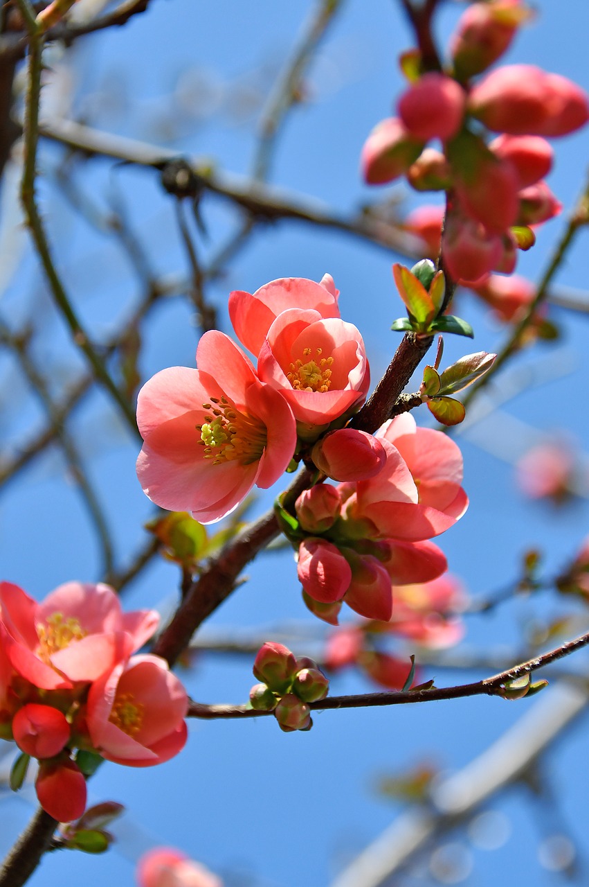 spring  bloom  pink flowers free photo