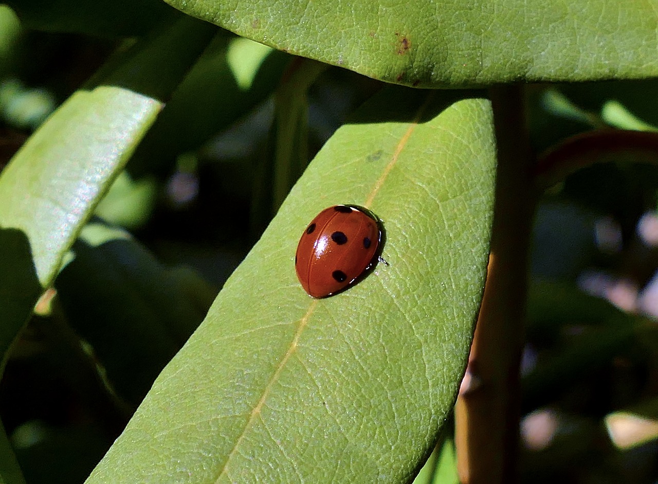 spring  ladybug  insect free photo