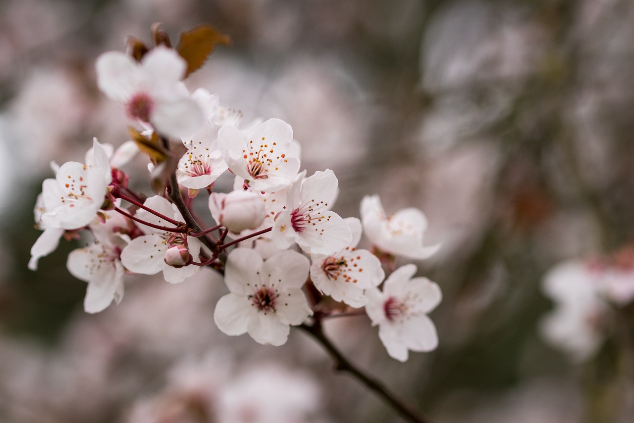 spring  tree  blossom free photo