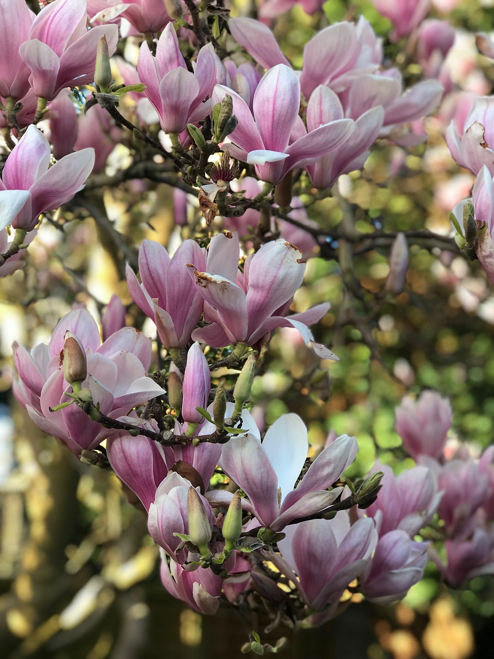 spring  magnolia  garden free photo