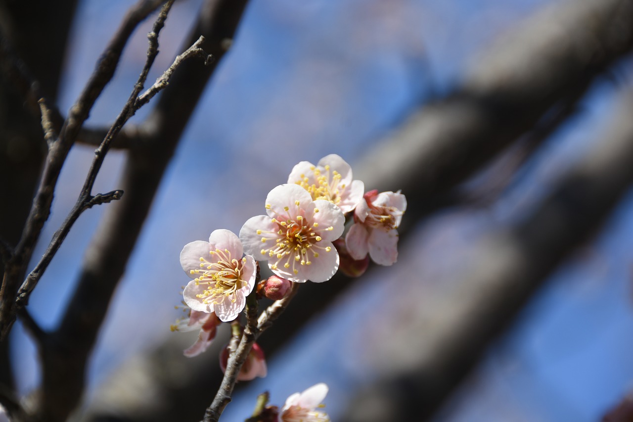 spring  flowers  pink free photo