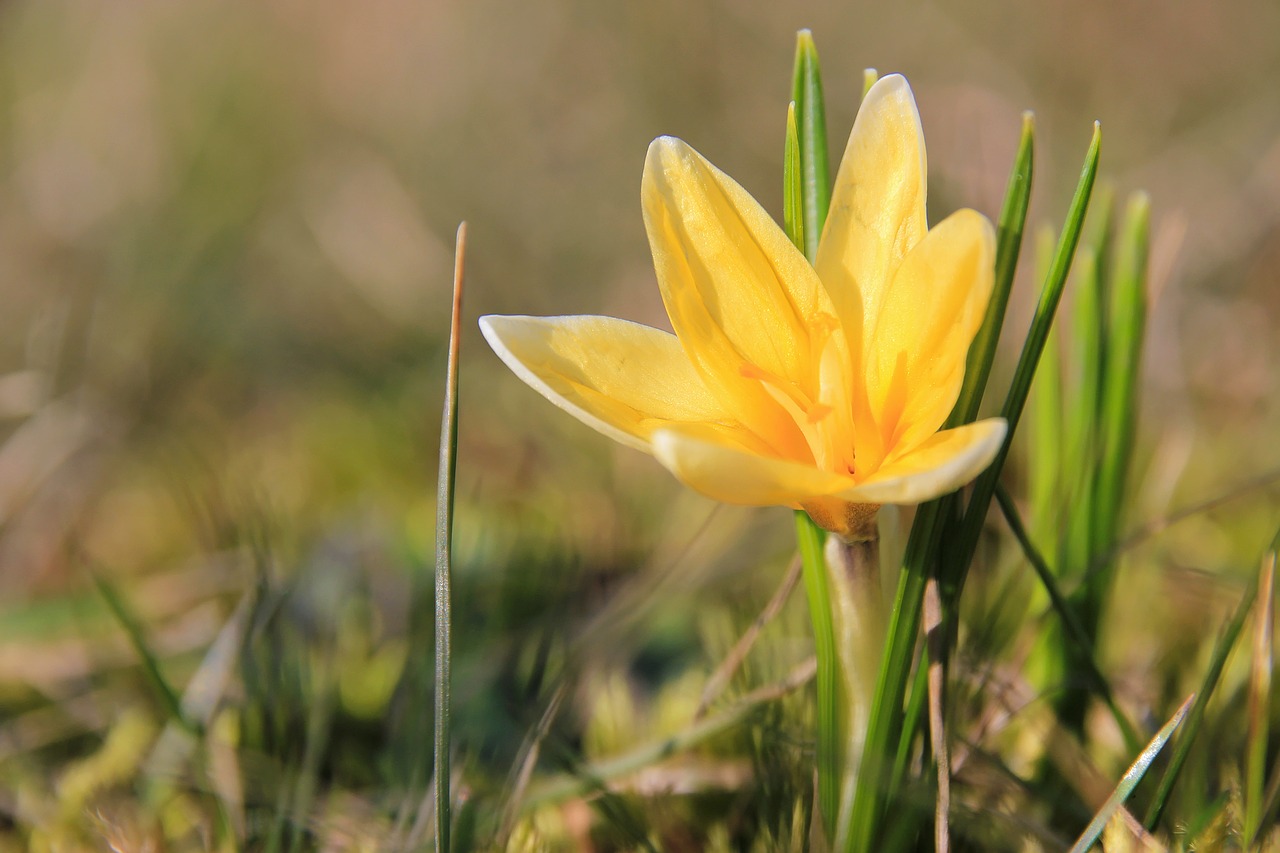 spring  crocus  meadow free photo