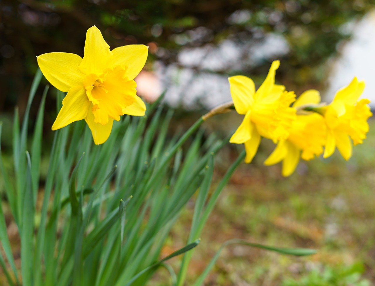 spring  flower  plant free photo