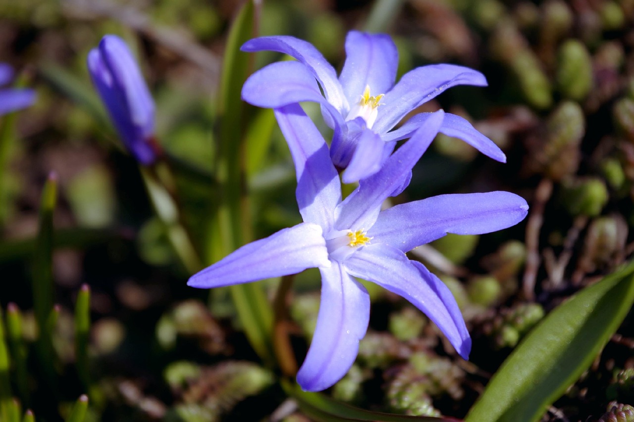 spring  flower  plant free photo