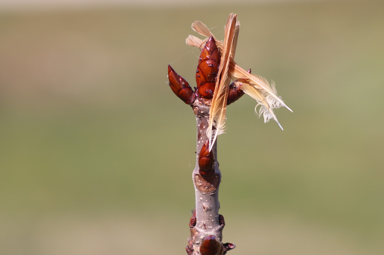 spring  nature  branch free photo