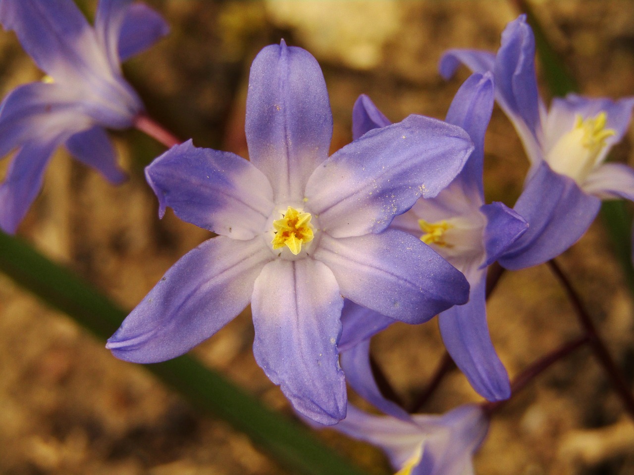 spring  star  blue free photo