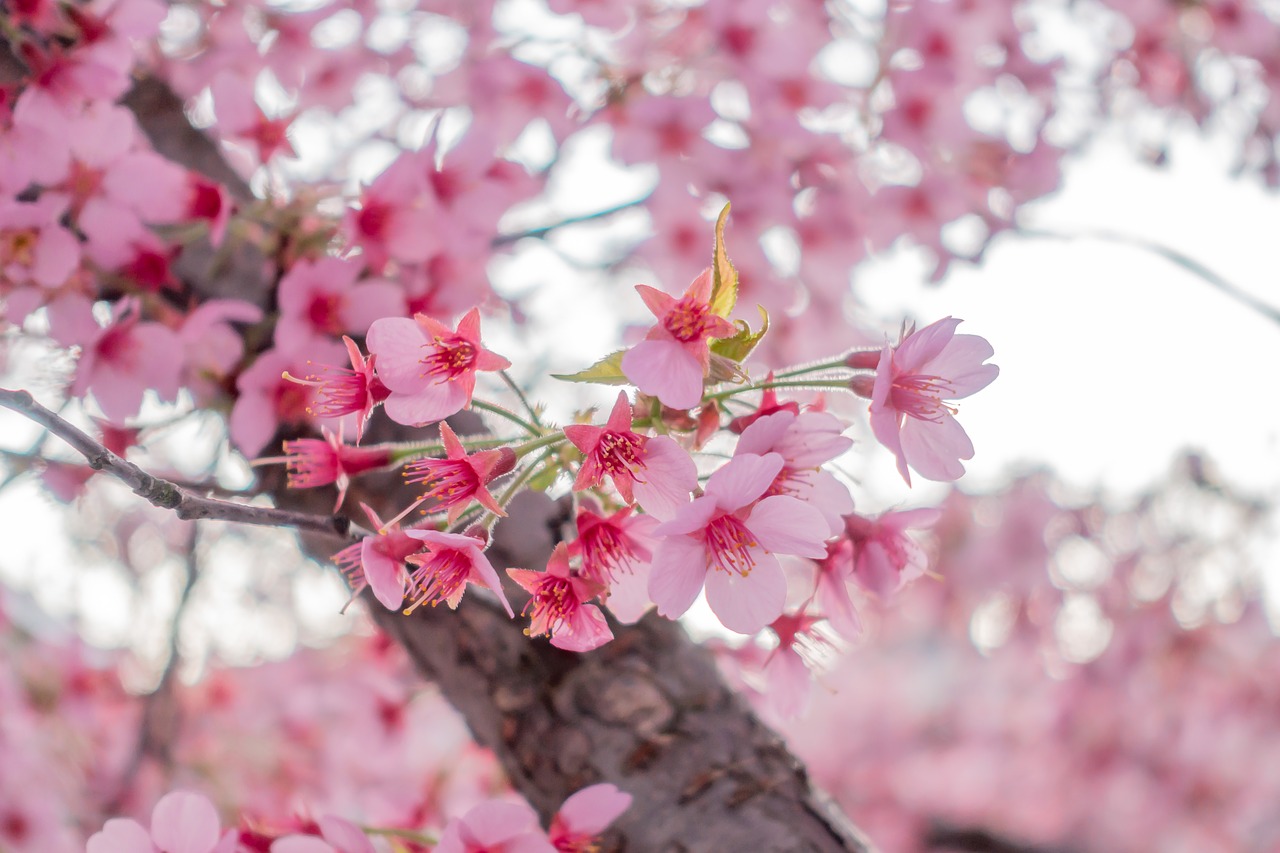 spring  blossom  bloom free photo