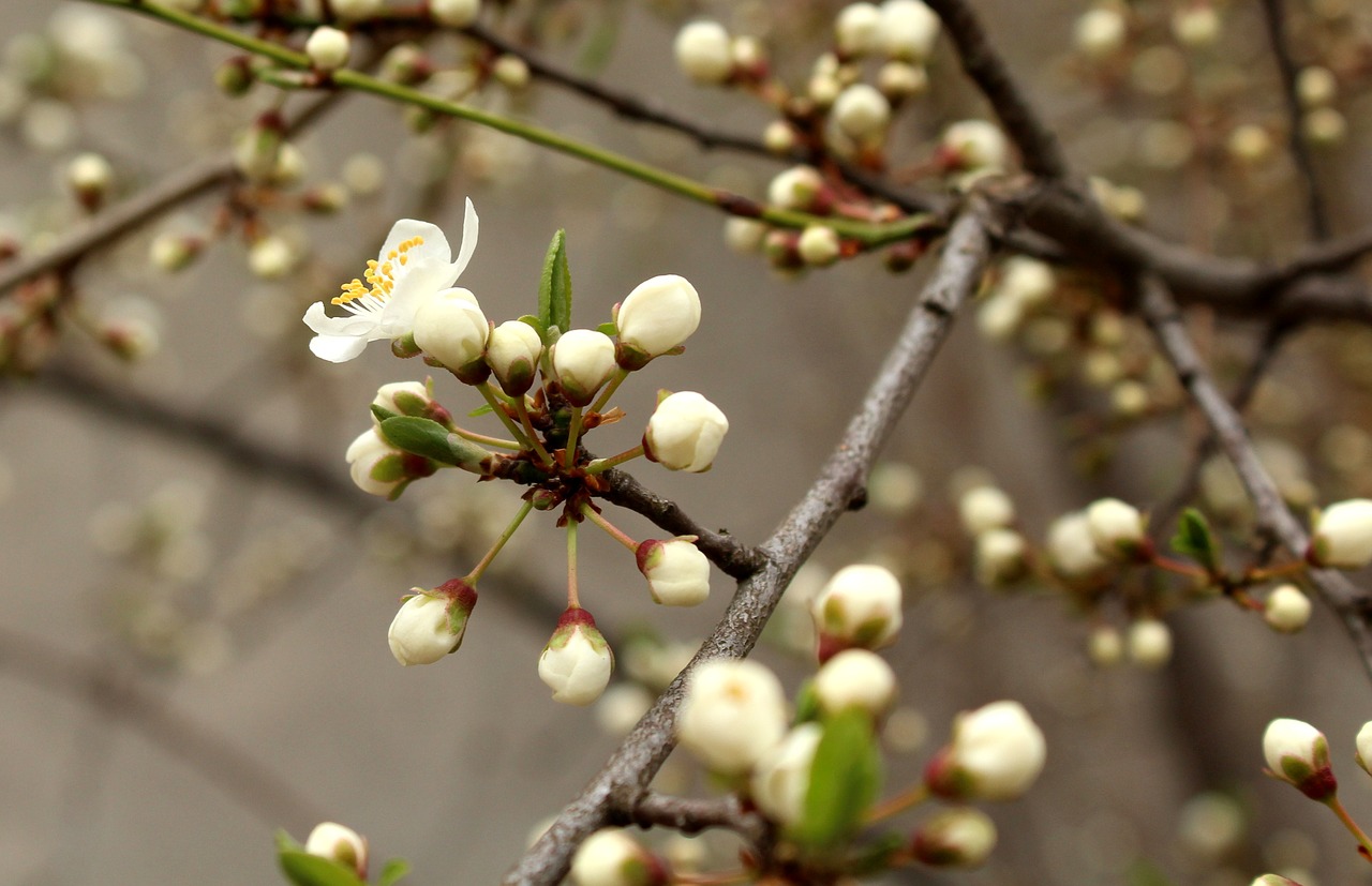 spring  tree  flowering free photo