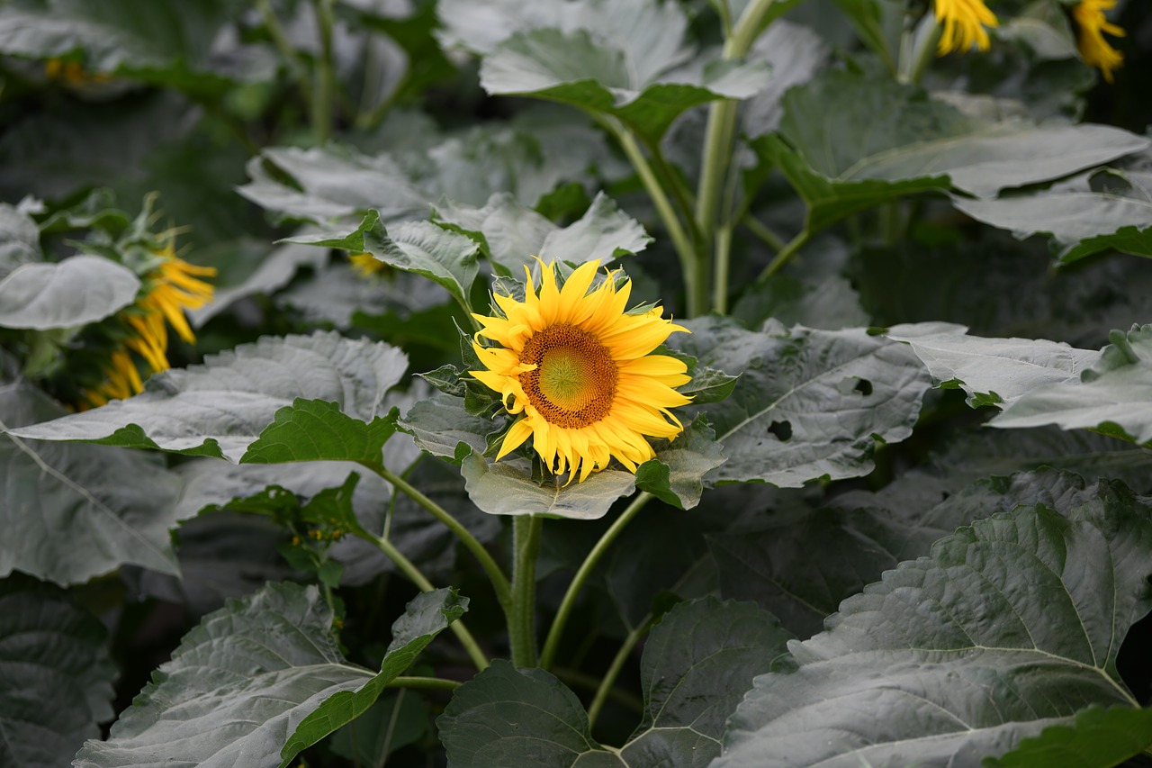 spring  sunflower  nature free photo