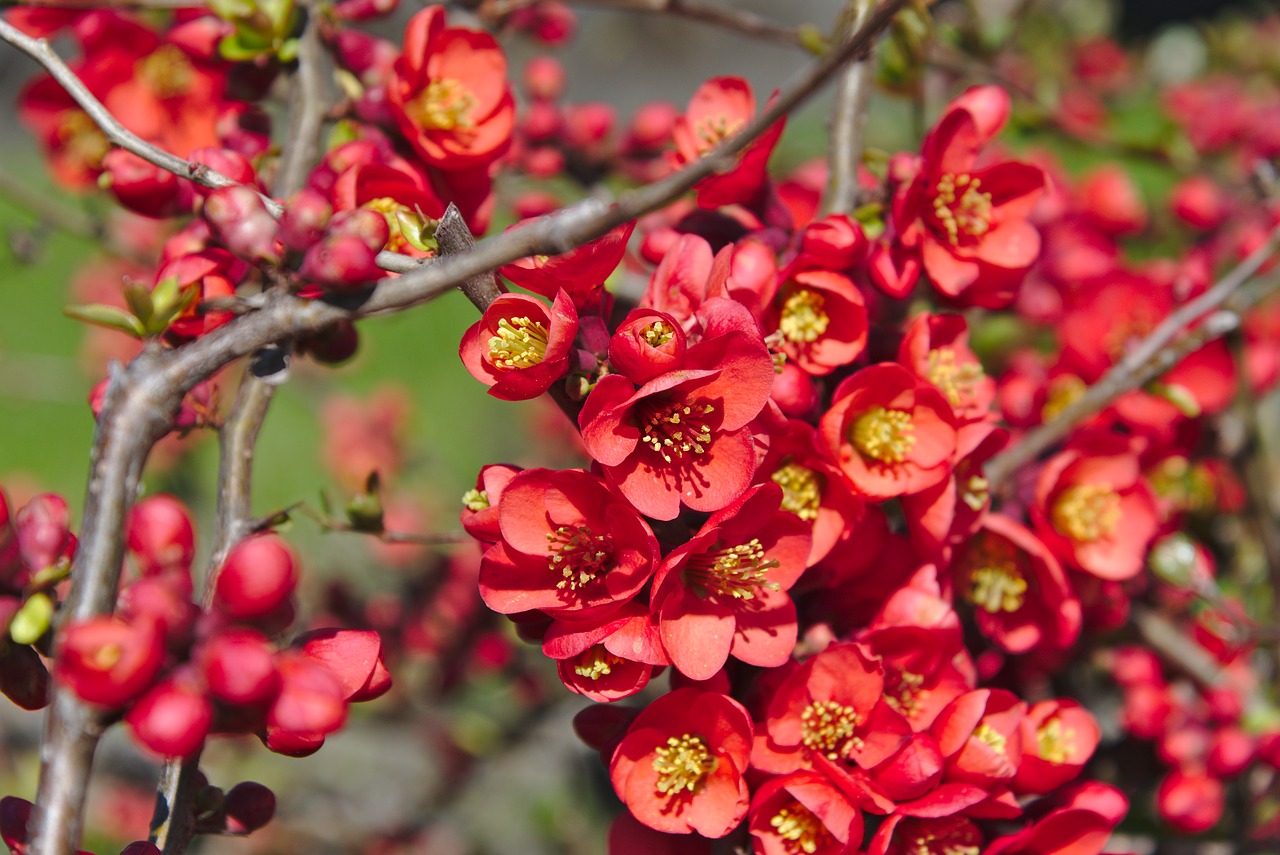 spring  flowers  red free photo