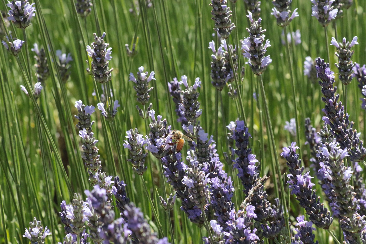 spring  equinox  plant free photo