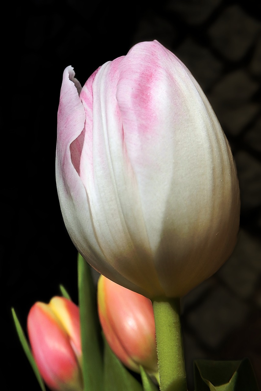 spring  flowers  tulips free photo