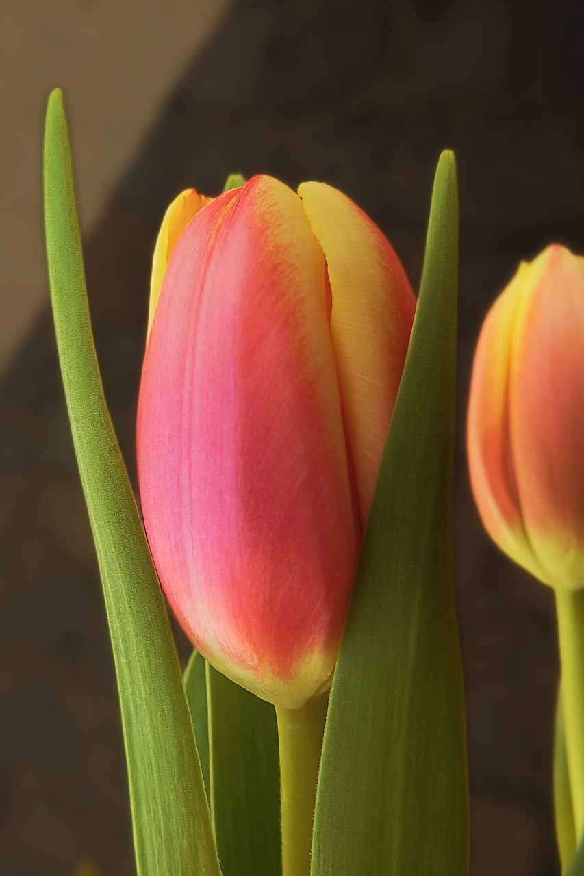 spring  tulips  flowers free photo