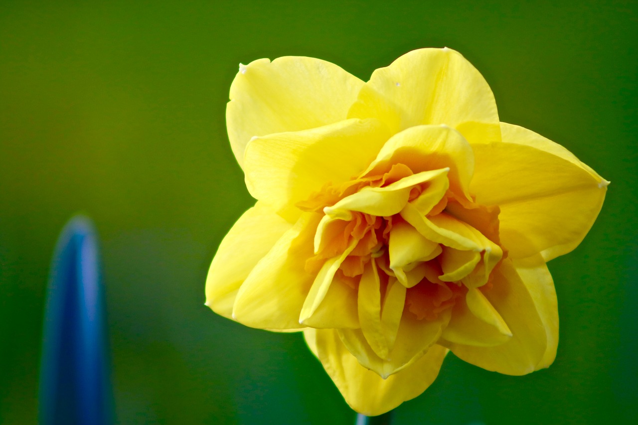 spring  narcissus  daffodil free photo