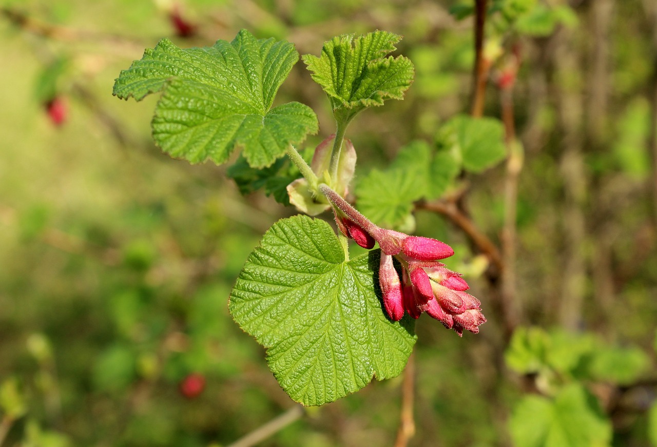 spring  currant decorative  ornamental shrubs free photo