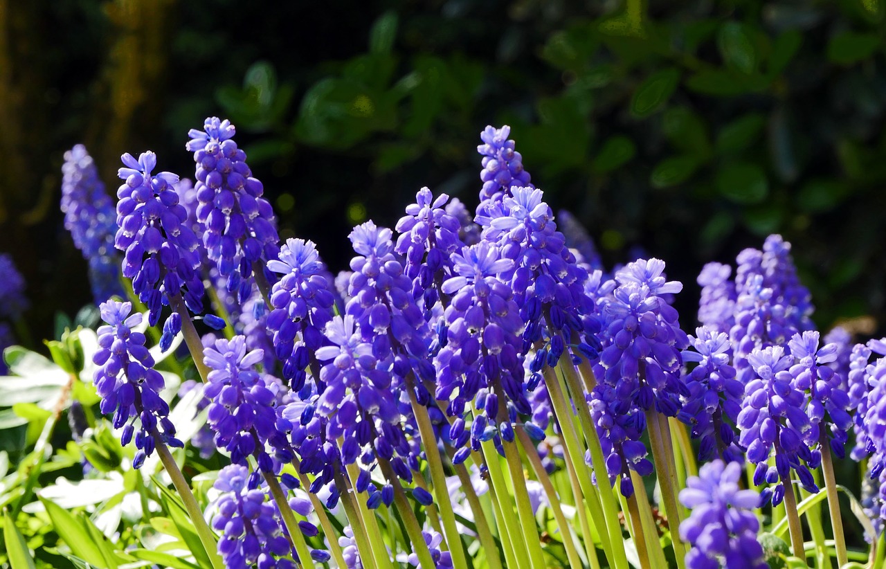 spring  hyacinth  garden free photo