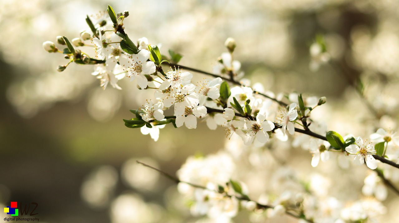 spring  blossom  bloom free photo