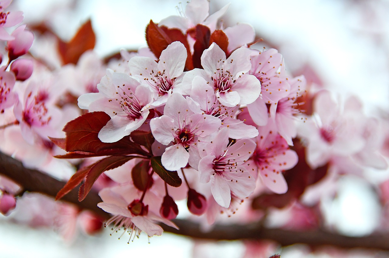 spring  spring flowers  pink free photo