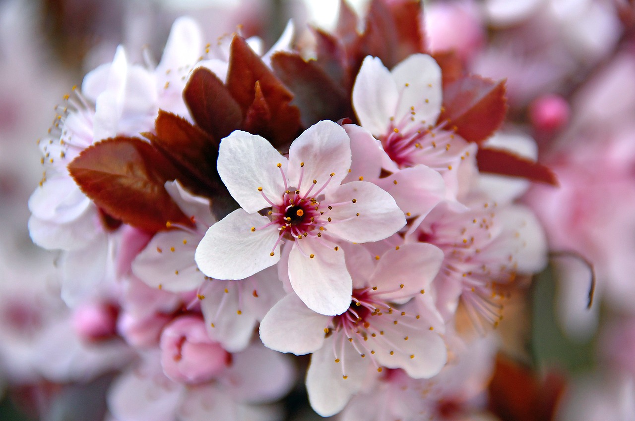 spring  spring flowers  pink free photo