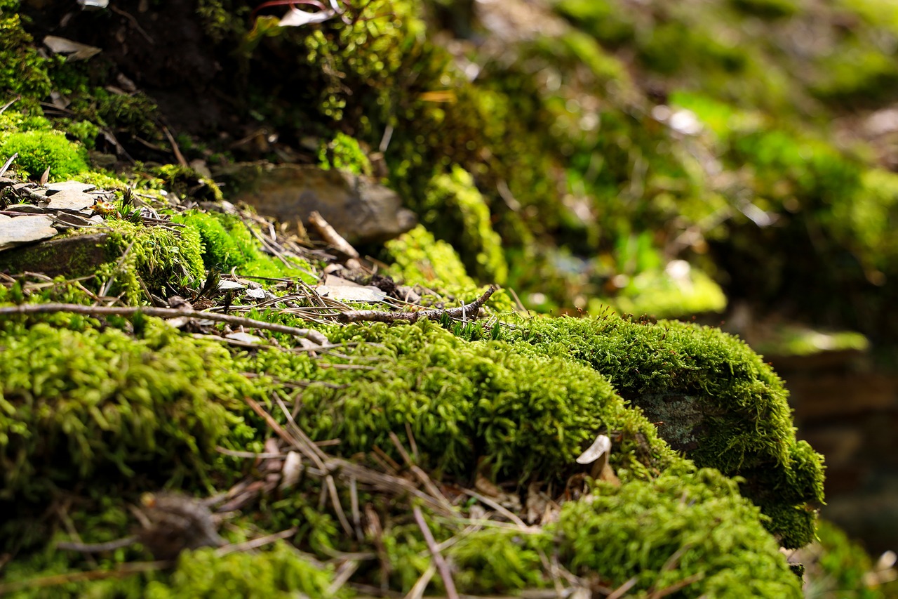 spring  forest  moss free photo