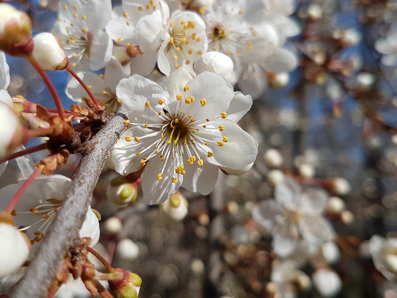 spring  bee  blossom free photo